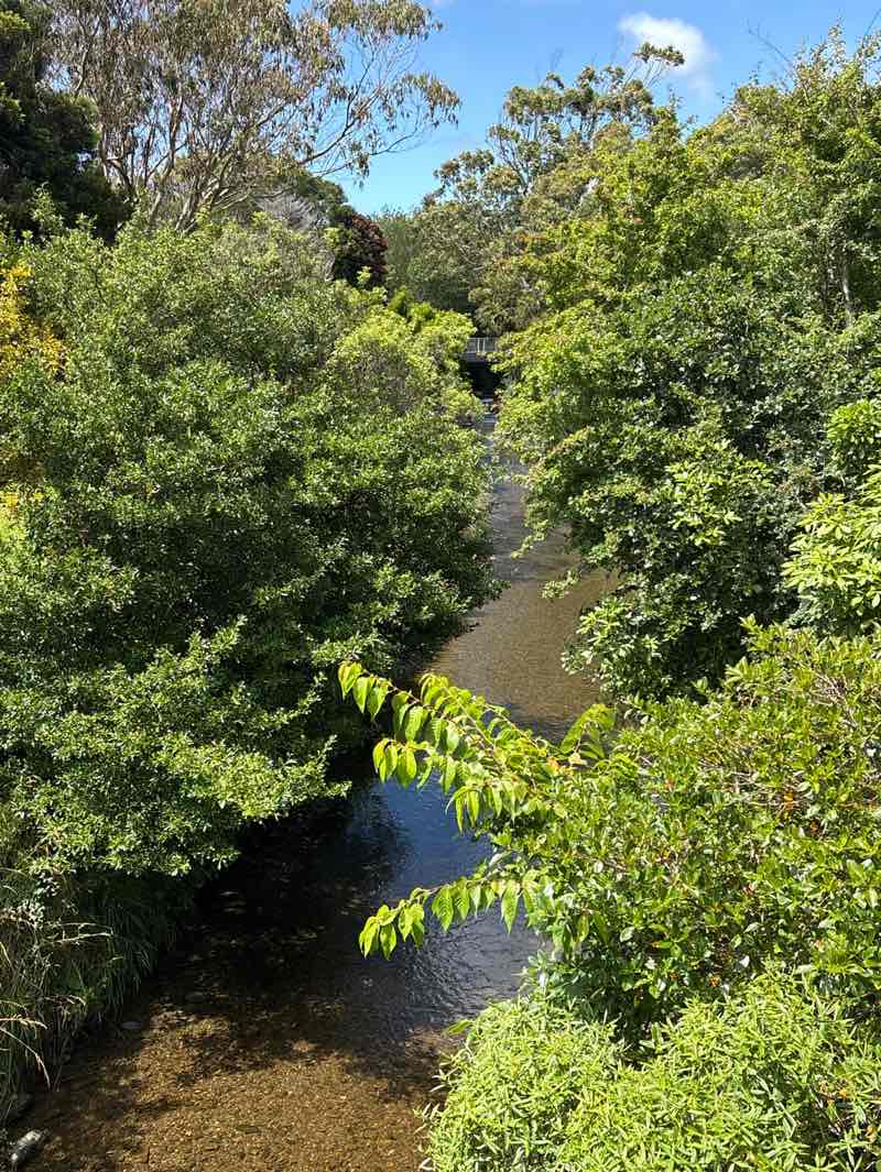walking near me in Grasslees Reserve in summer