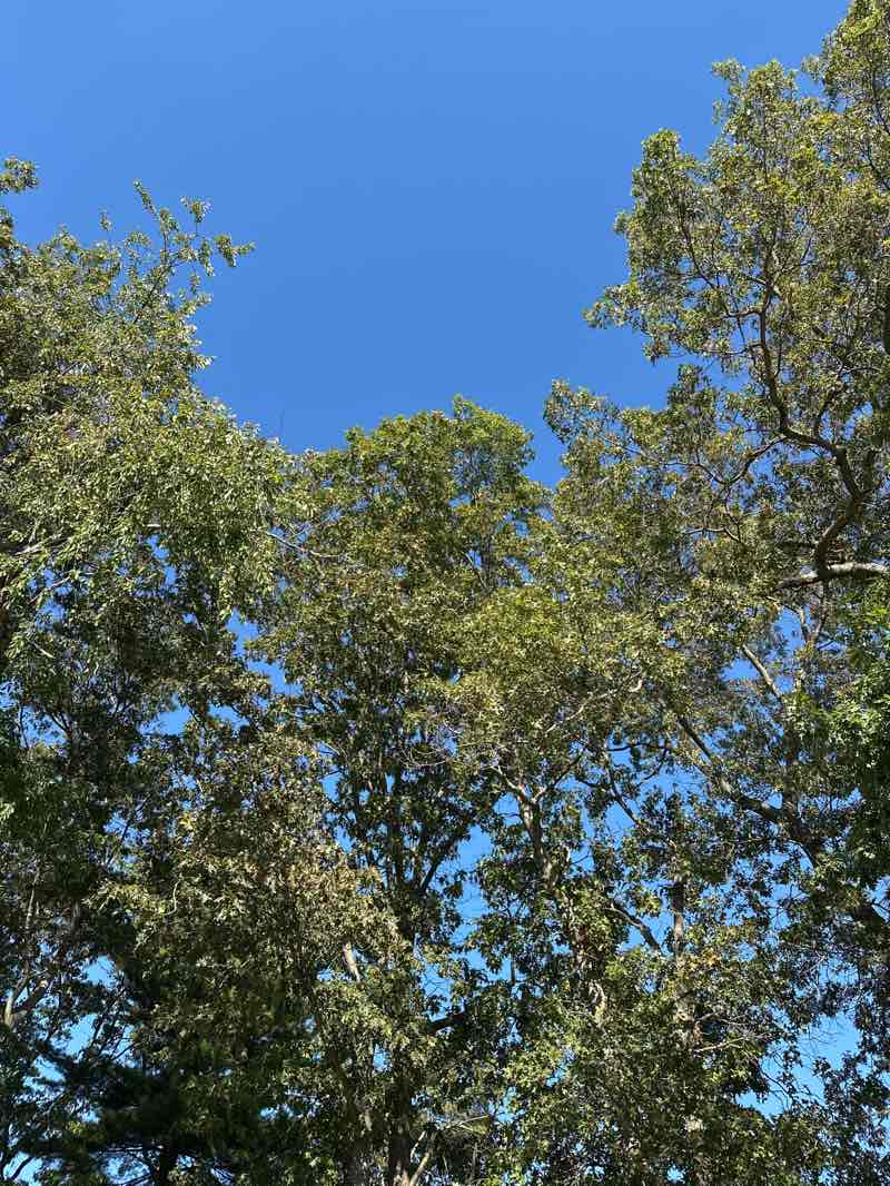 walking near me in Pine Cone Woods Park in autumn