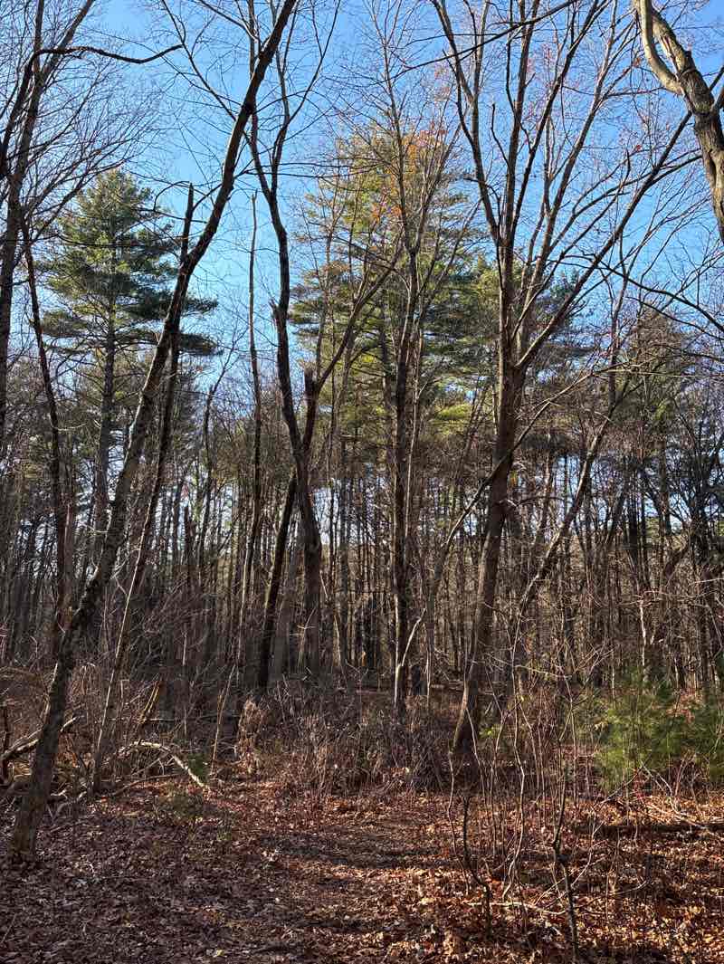 walking near me in Pacy Conservation Land in autumn