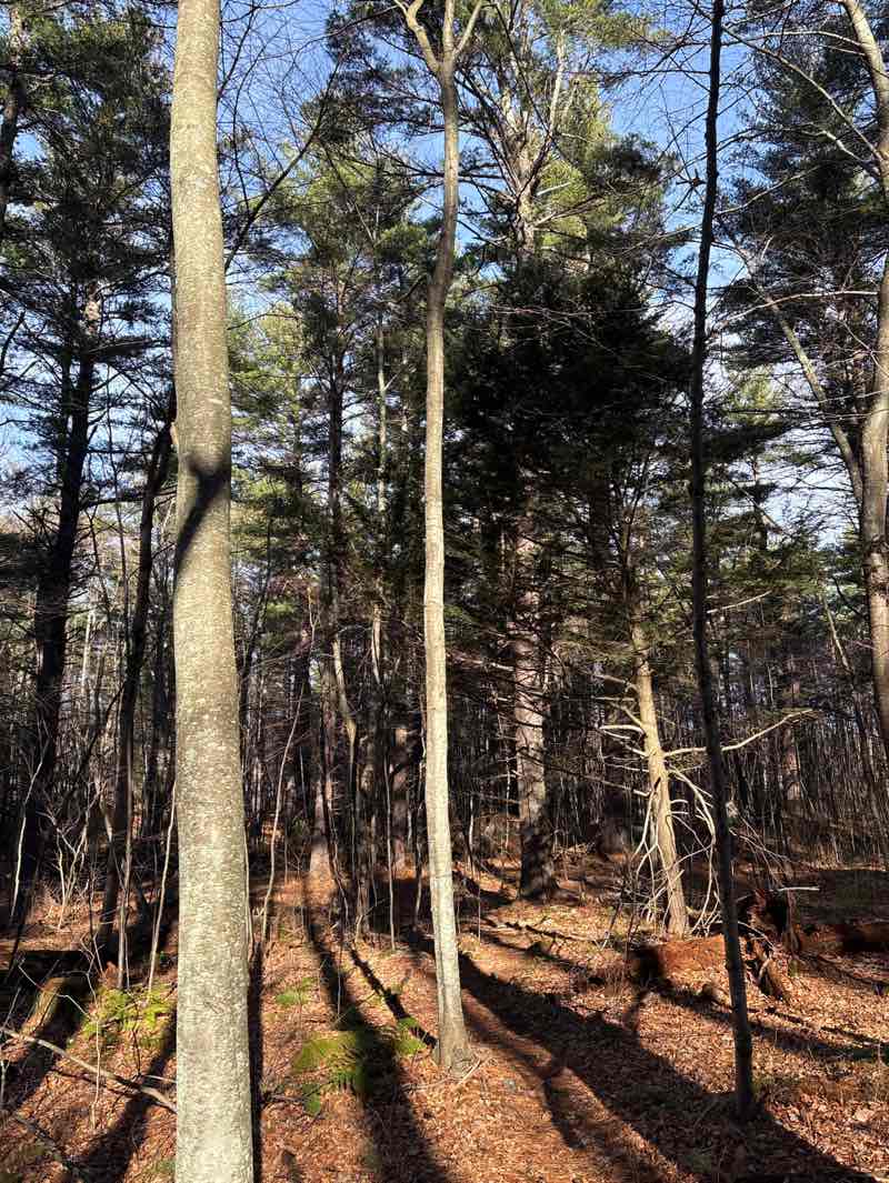 walking near me in Bulette Conservation Land - Town Forest in autumn