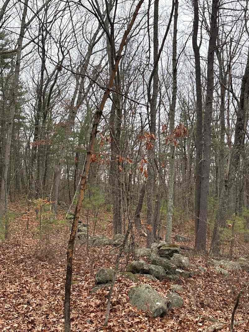 walking near me in Pratts Brook Conservation Land in autumn