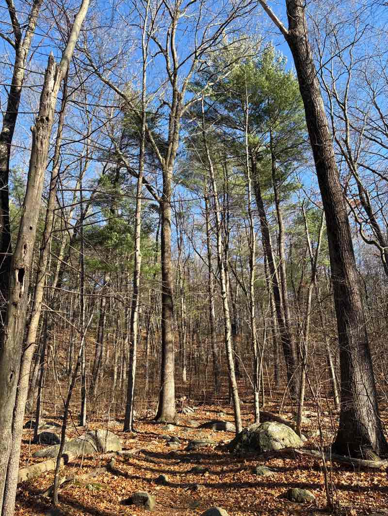 walking near me in Great Hill Conservation Land in autumn
