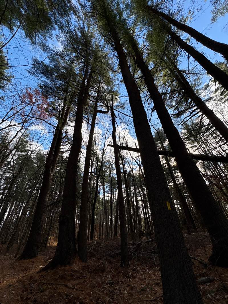 walking near me in Heath Hen Meadow Conservation Land in autumn