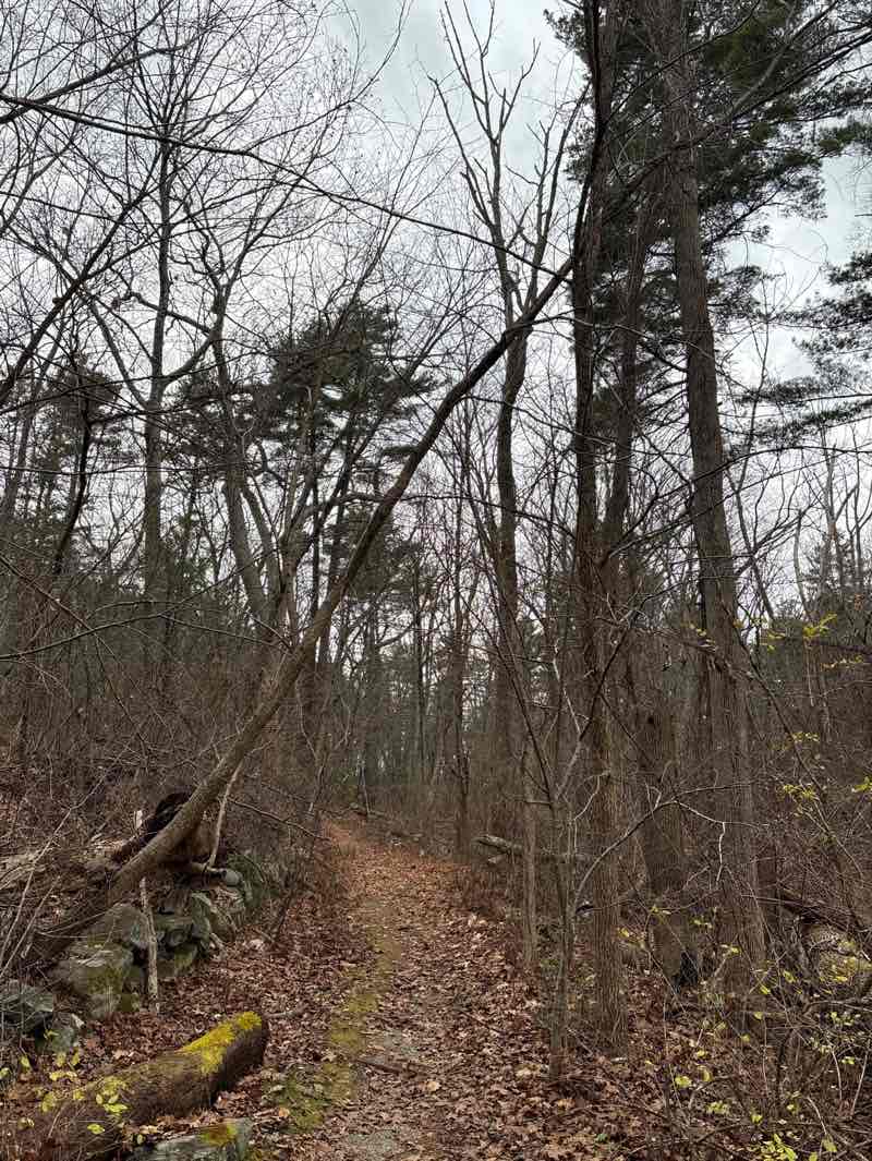 walking near me in King Philip Woods Conservation Land in autumn