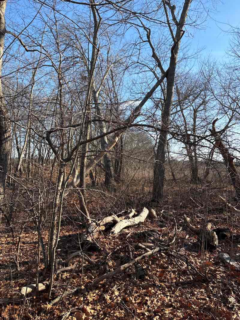 walking near me in King Philip Woods Conservation Land in winter