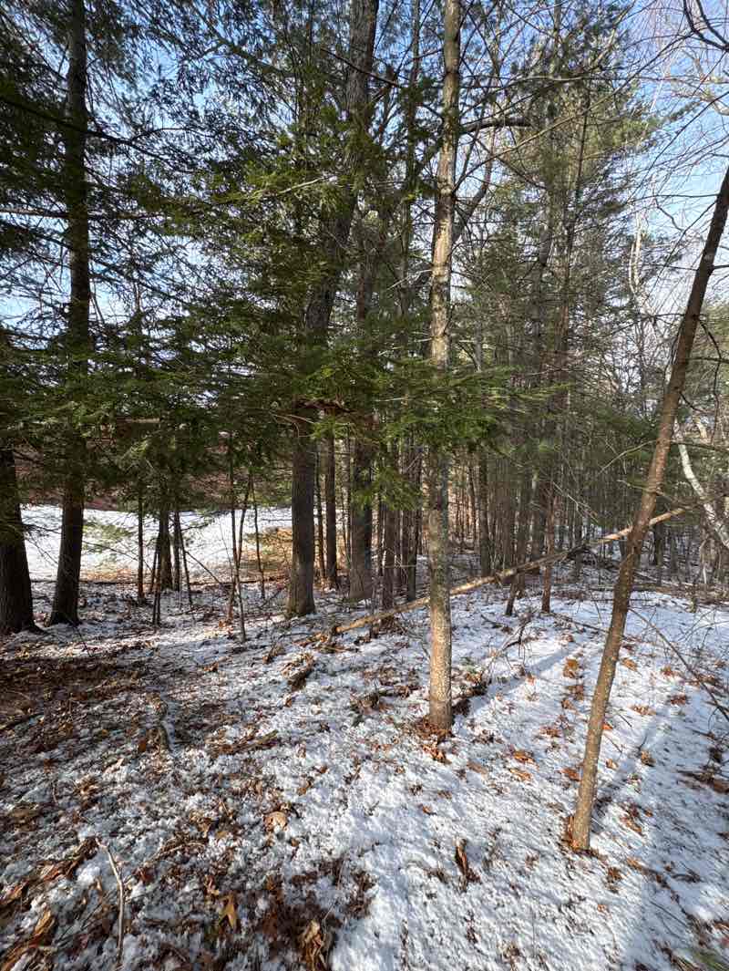 walking near me in Pettingell Park in winter