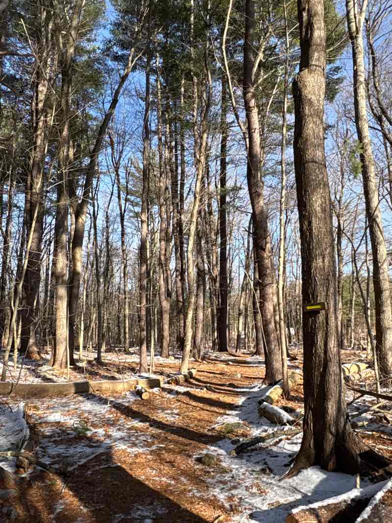 walking near me in Nagog Hill Conservation Land in winter