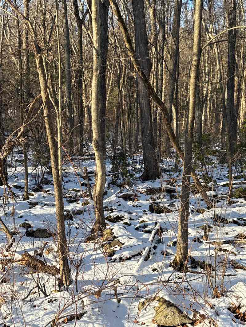 walking near me in Inches Woods in winter