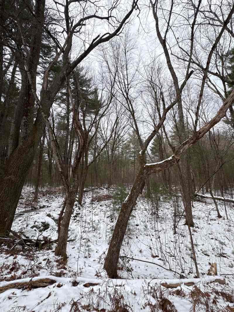 walking near me in Annursnac Conservation Land in winter