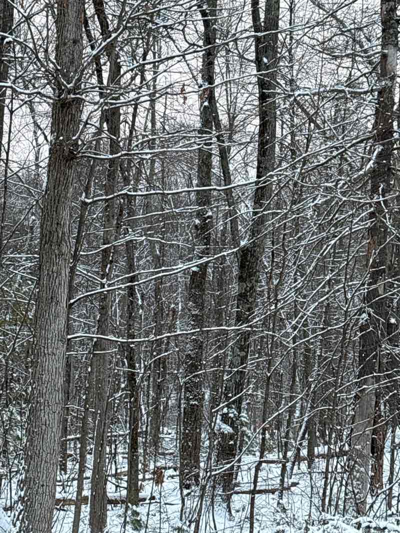 walking near me in Hartwell Sanctuary in winter