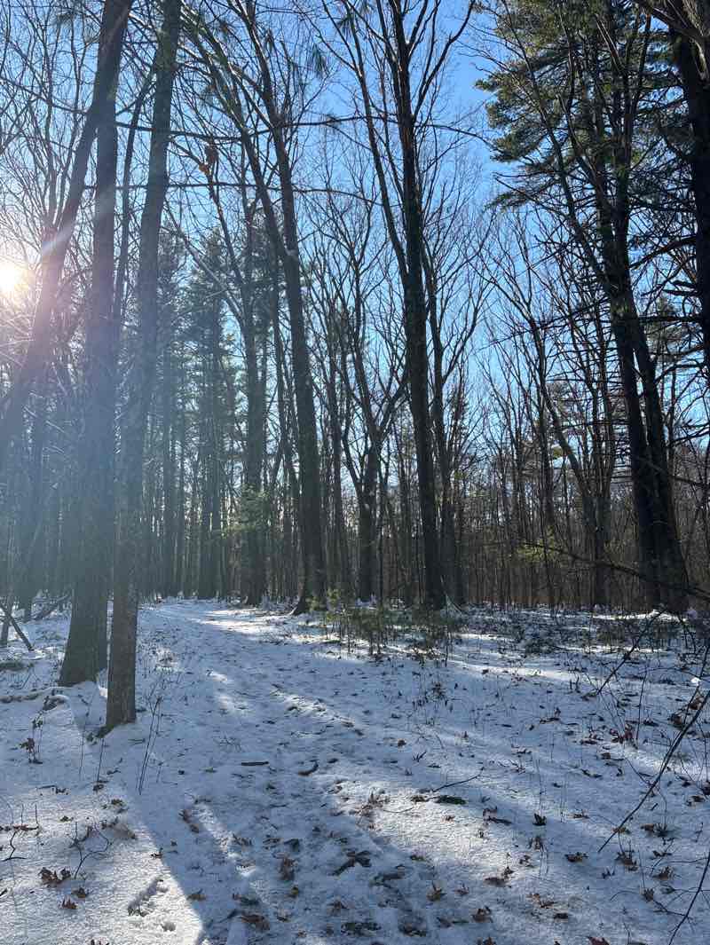 walking near me in Wolf Swamp in winter
