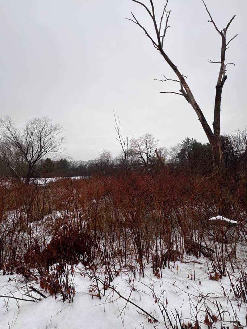 walking near me in Beaver Brook Meadows in winter