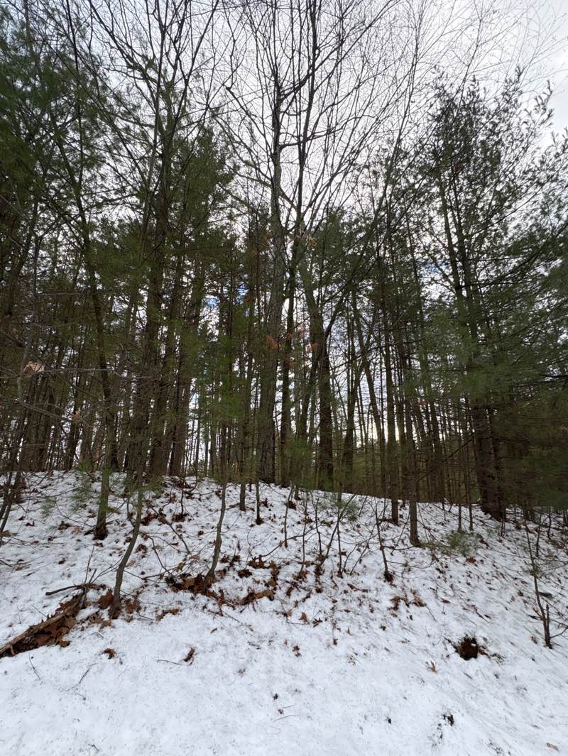 walking near me in Powder Mill Woods in winter