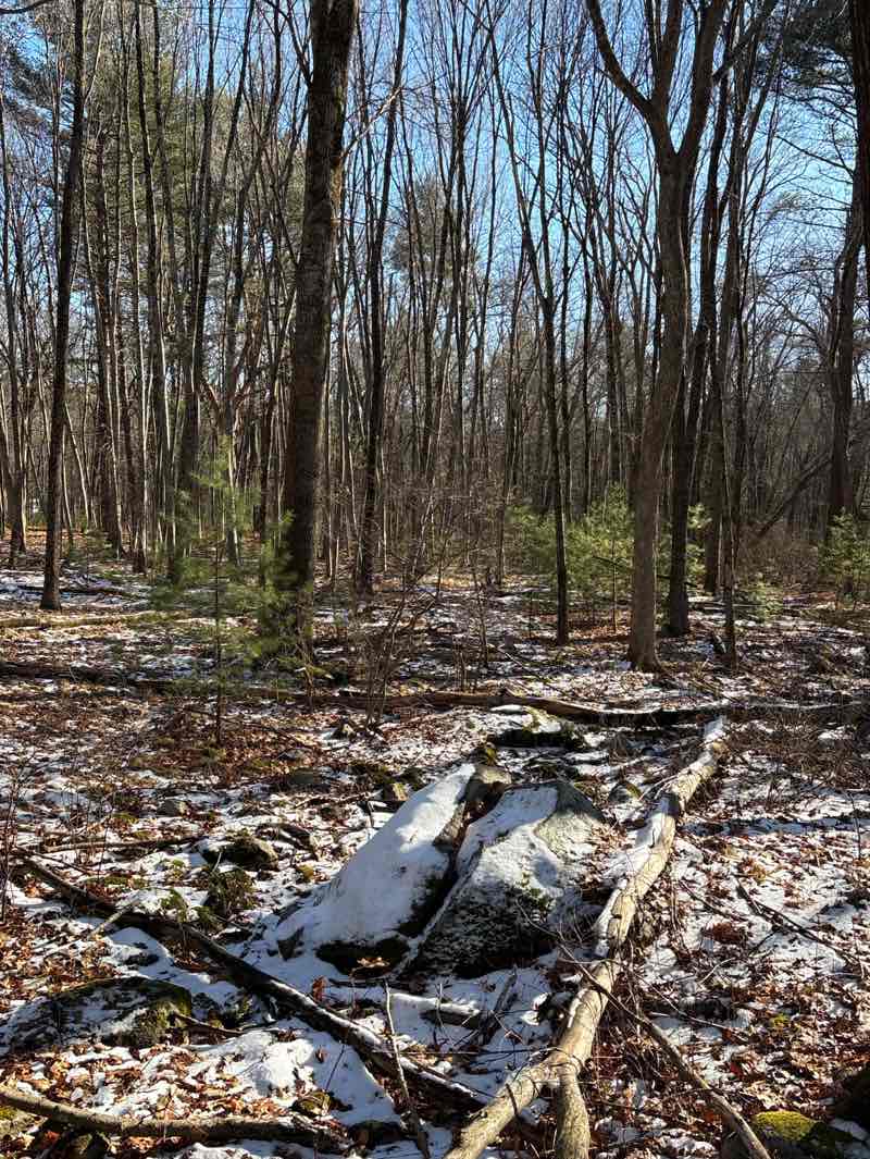 walking near me in Stoneymeade Conservation Land in winter