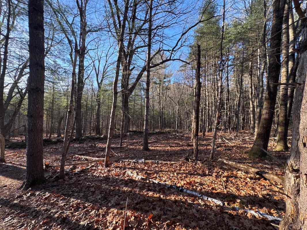 walking near me in Rolling Meadows in winter