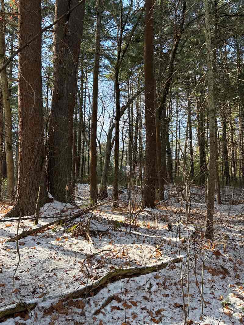 walking near me in Old Rifle Range in winter