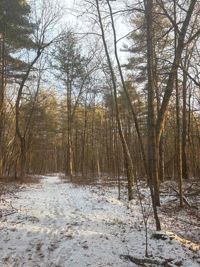 walking near me in Red Acre Woodlands in winter