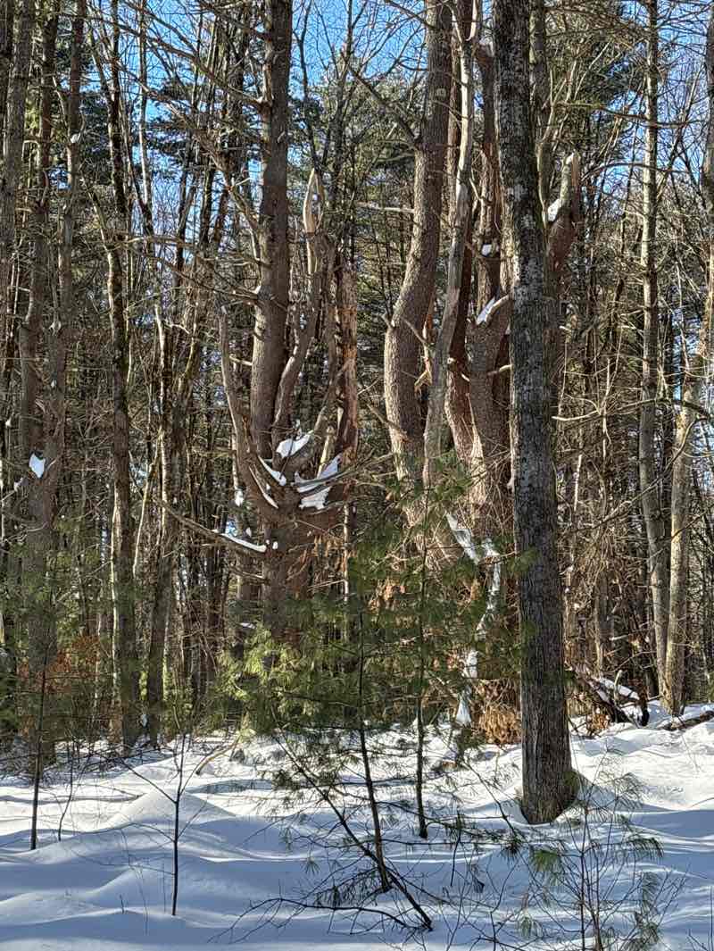 walking near me in Sureau in winter