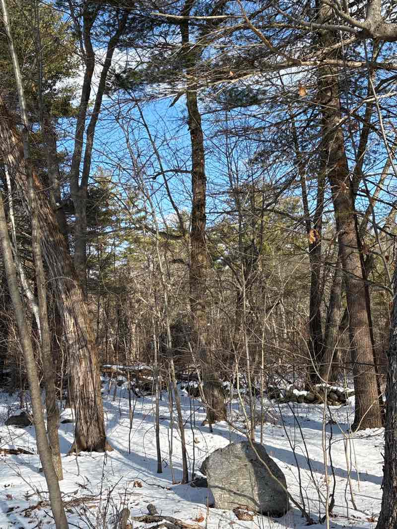 walking near me in Prouty Woods in winter