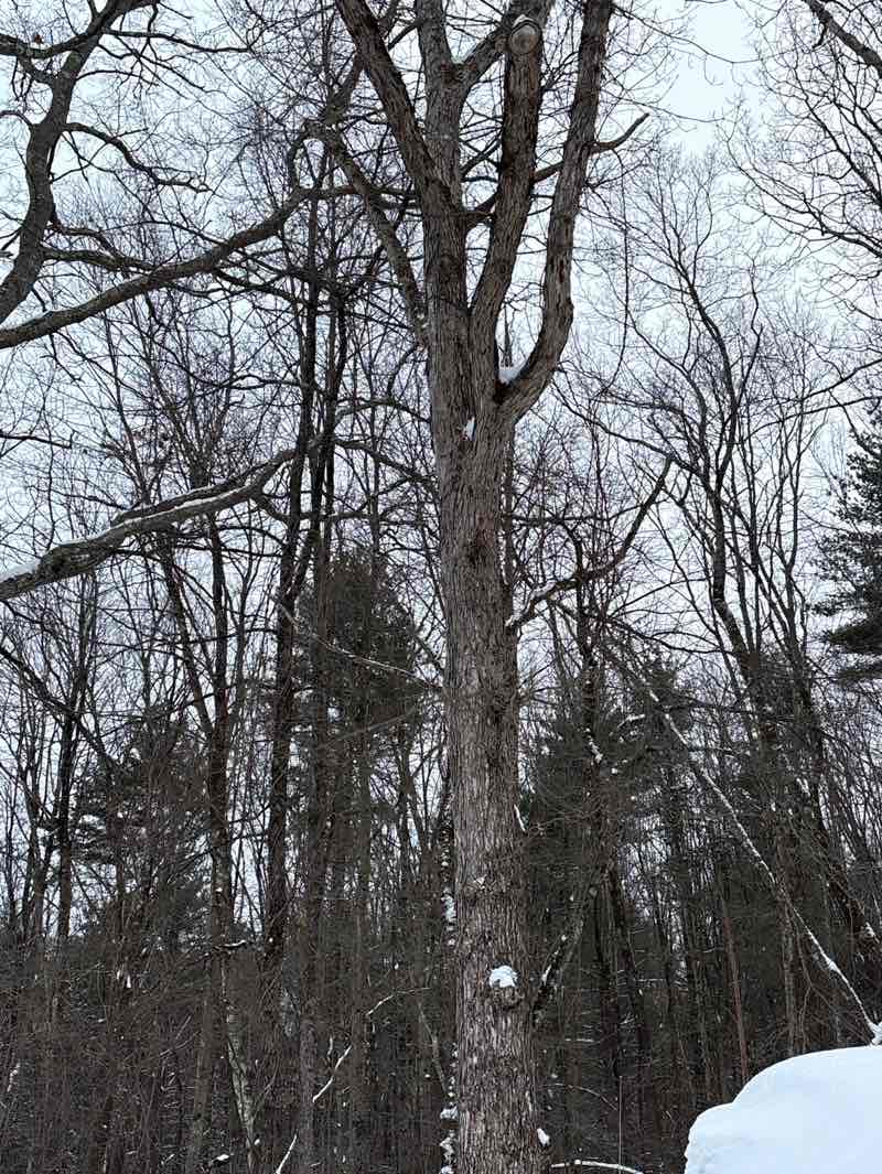walking near me in Flagg Hill in winter
