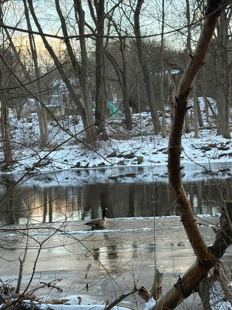 walking near me in Assabet River Walk Conservation Area in winter