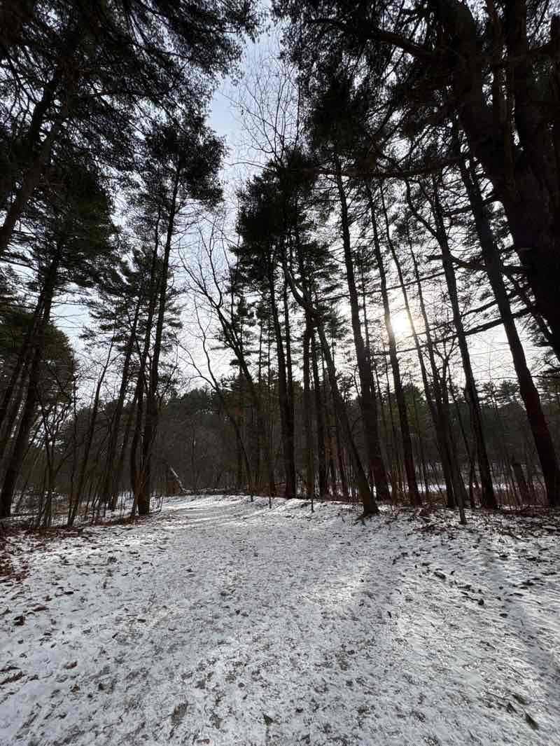 walking near me in Stow Town Forest in winter