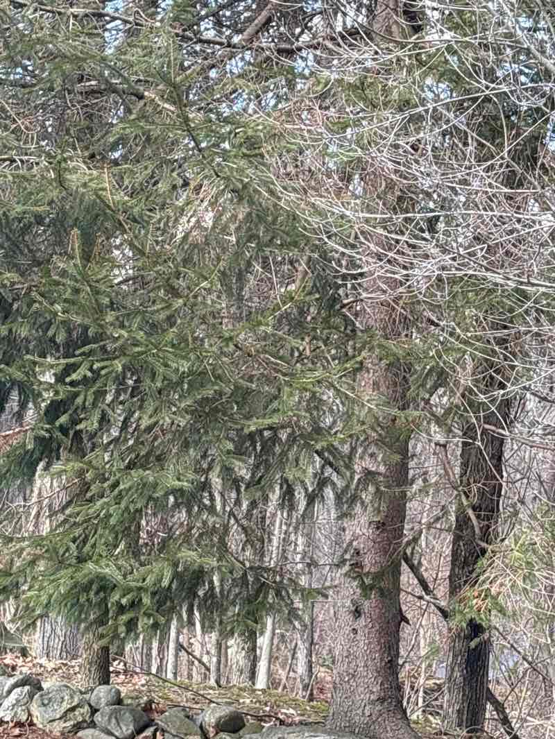walking near me in Steinman Conservation Land in winter