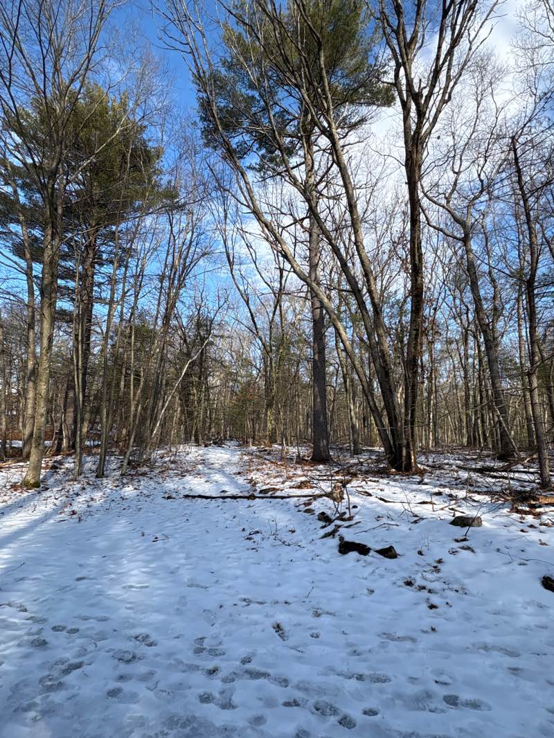 walking near me in Wills Hole Conservation Land - Town Forest in winter