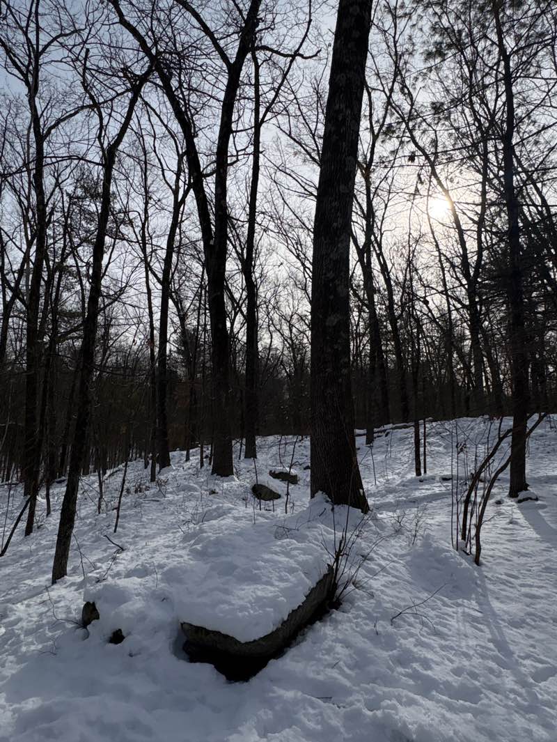 walking near me in Nashoba Woodlands in winter