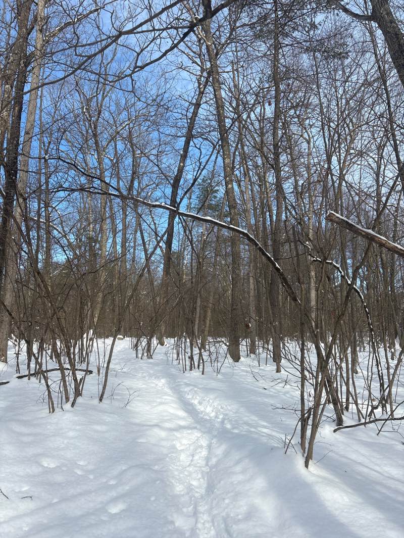 walking near me in Shaker Lane School Land in winter
