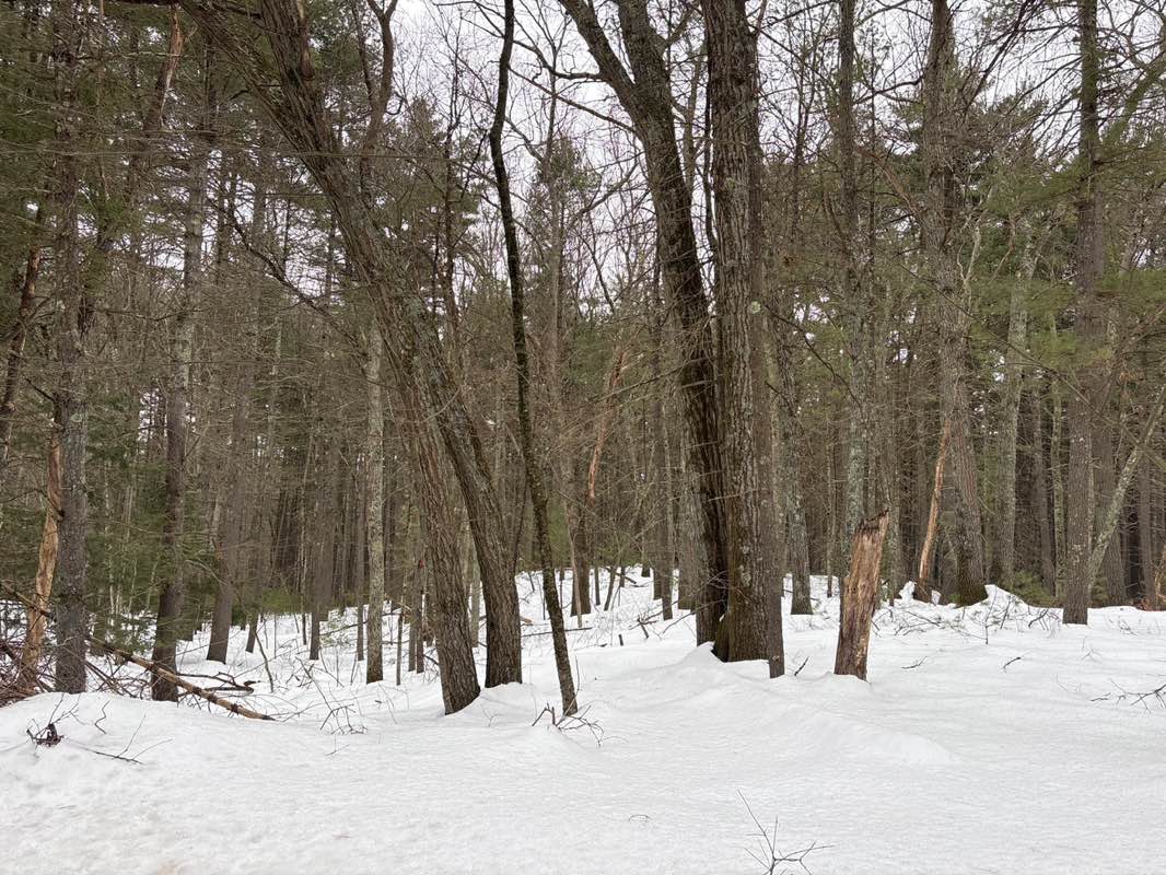 walking near me in Thoreau Hills in winter