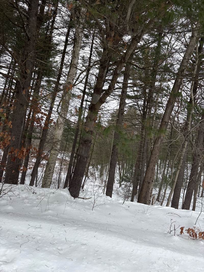 walking near me in West Concord Park in winter