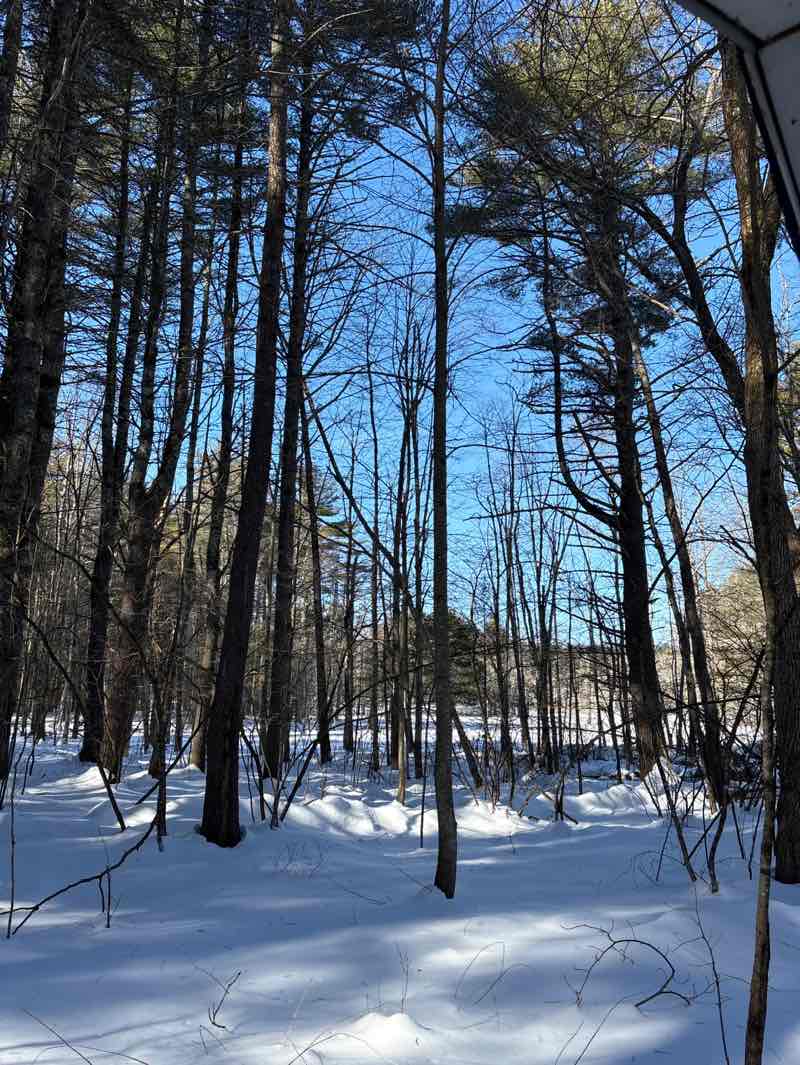 walking near me in Shepherd Memorial Woodlands in winter