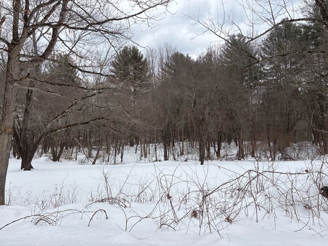 walking near me in Ben's Woods in winter