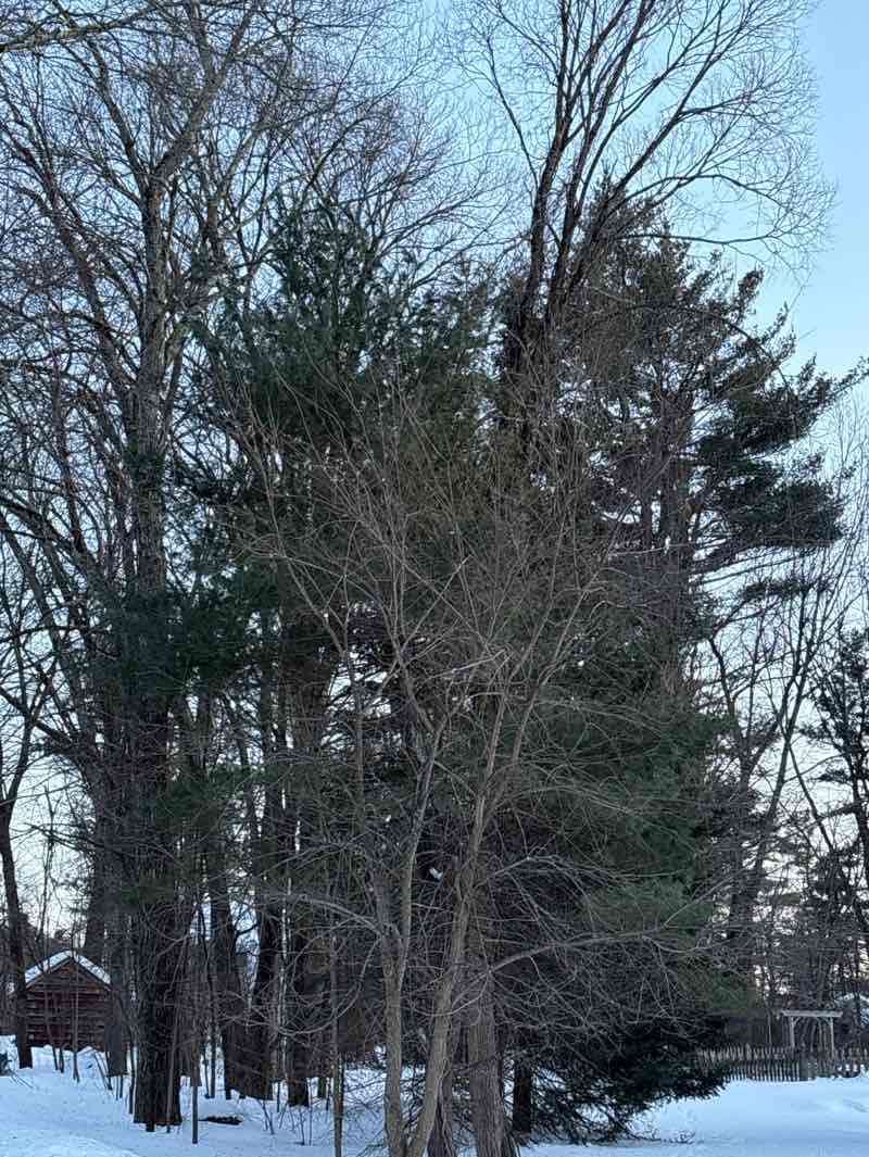 walking near me in Patriots Hill Conservation Land in winter