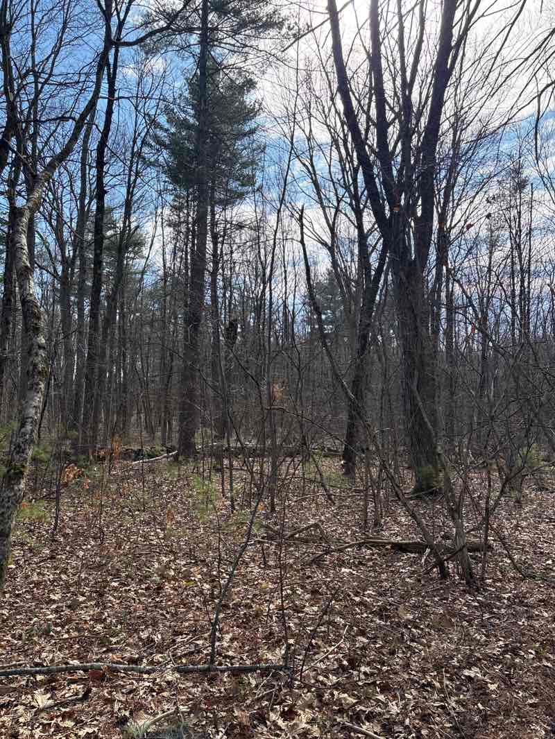 walking near me in Corzine (S) in spring