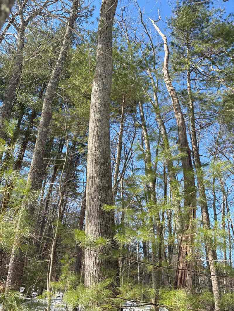 walking near me in Egg Rock Land in spring