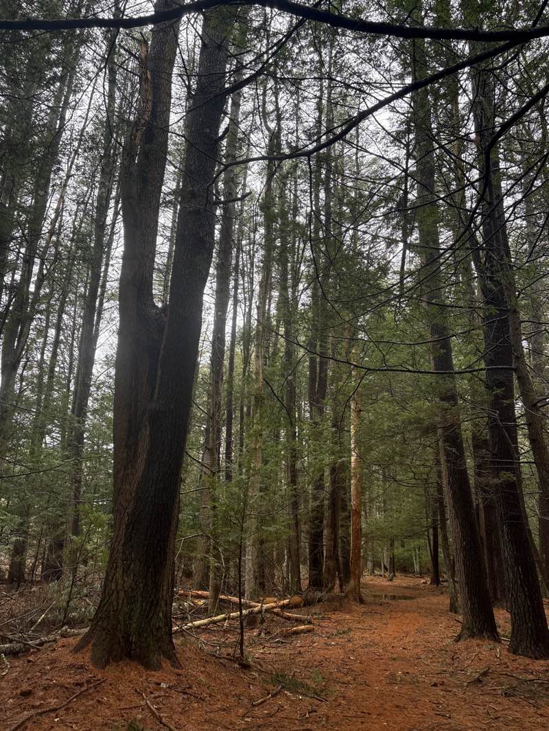 walking near me in Guggins Brook Conservation Land in spring