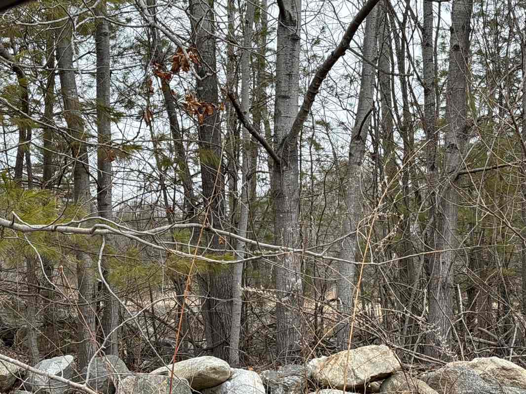 walking near me in Town Forest in spring