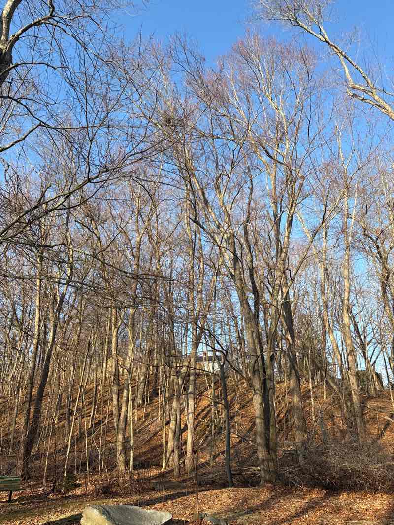 walking near me in Carbone Park in spring
