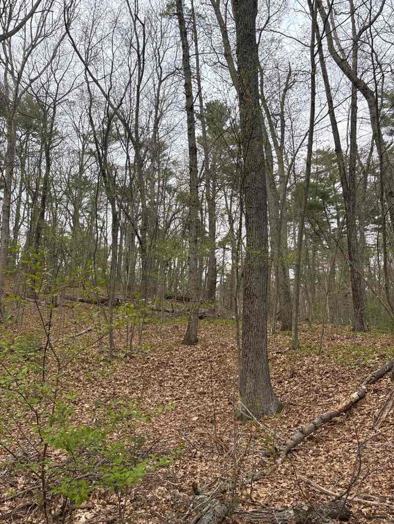 walking near me in Mount Misery in spring