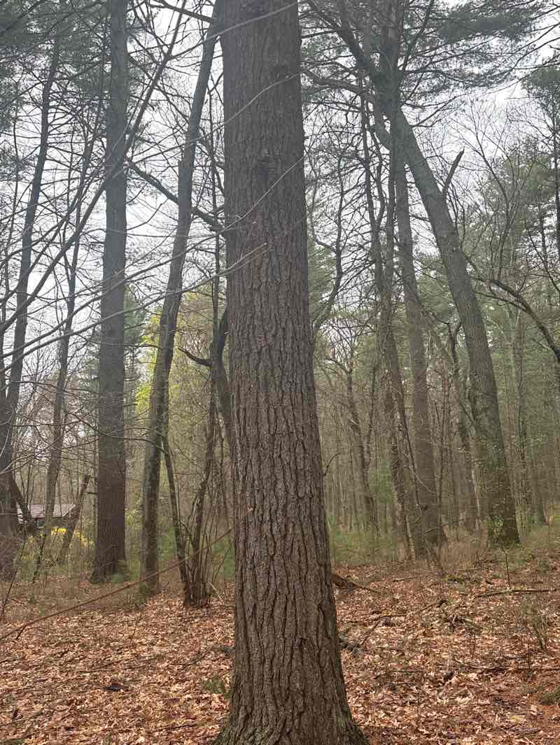 walking near me in Seton Woods in spring