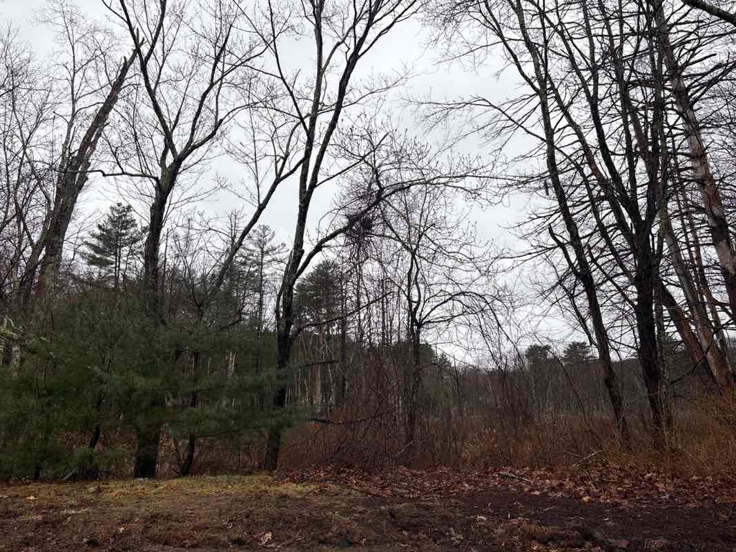 walking near me in Arborwood Conservation Land in spring