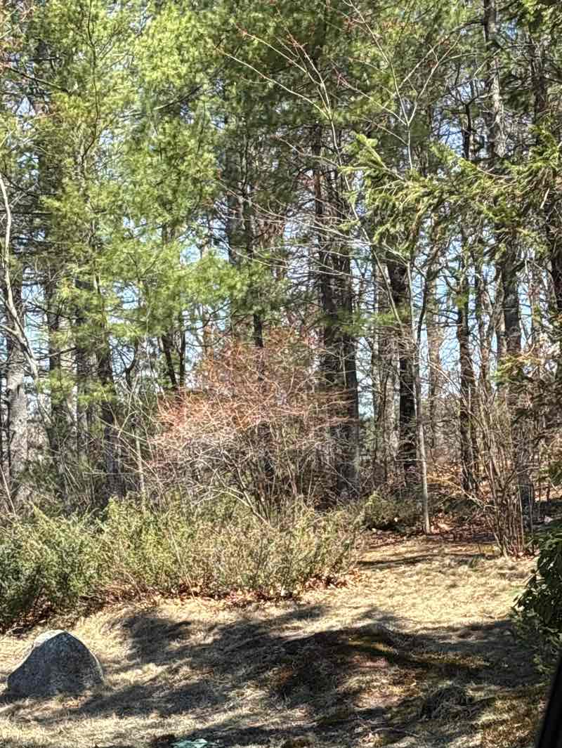 walking near me in Apollo Park/Martins Brook Conservation Area in spring