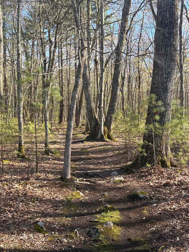 walking near me in Robbins Mill Recreation Area in spring