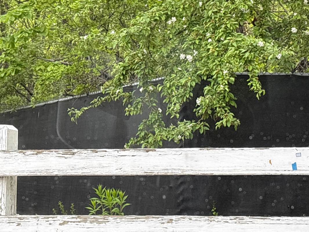 walking near me in Alewife Brook Parkway in spring