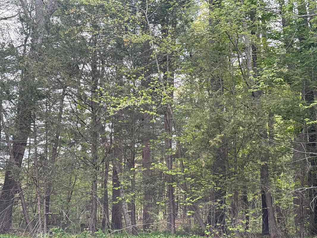walking near me in Spencer Land in spring