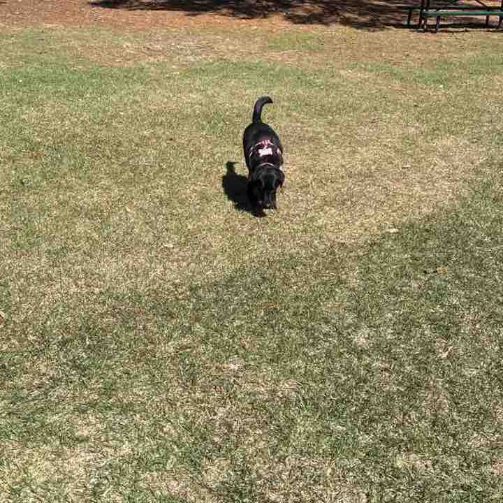 DocMPS🇺🇸NC post 1