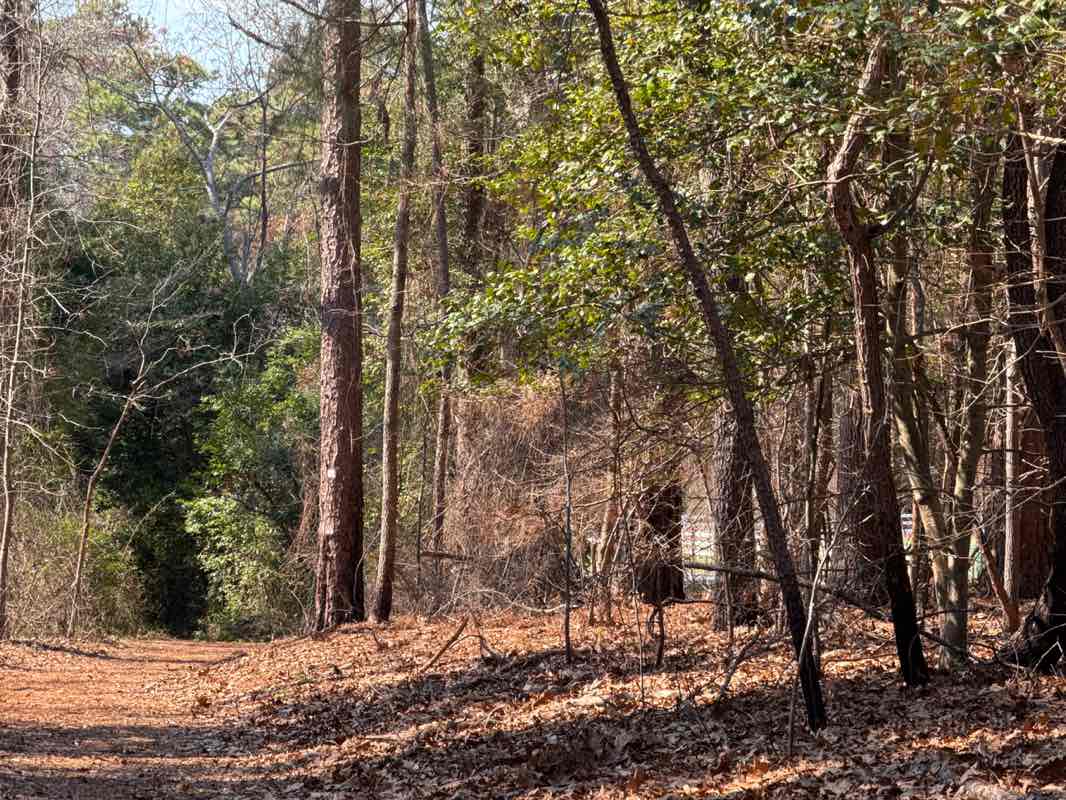 walking near me in Weymouth Woods-Sandhills Nature Preserve in spring