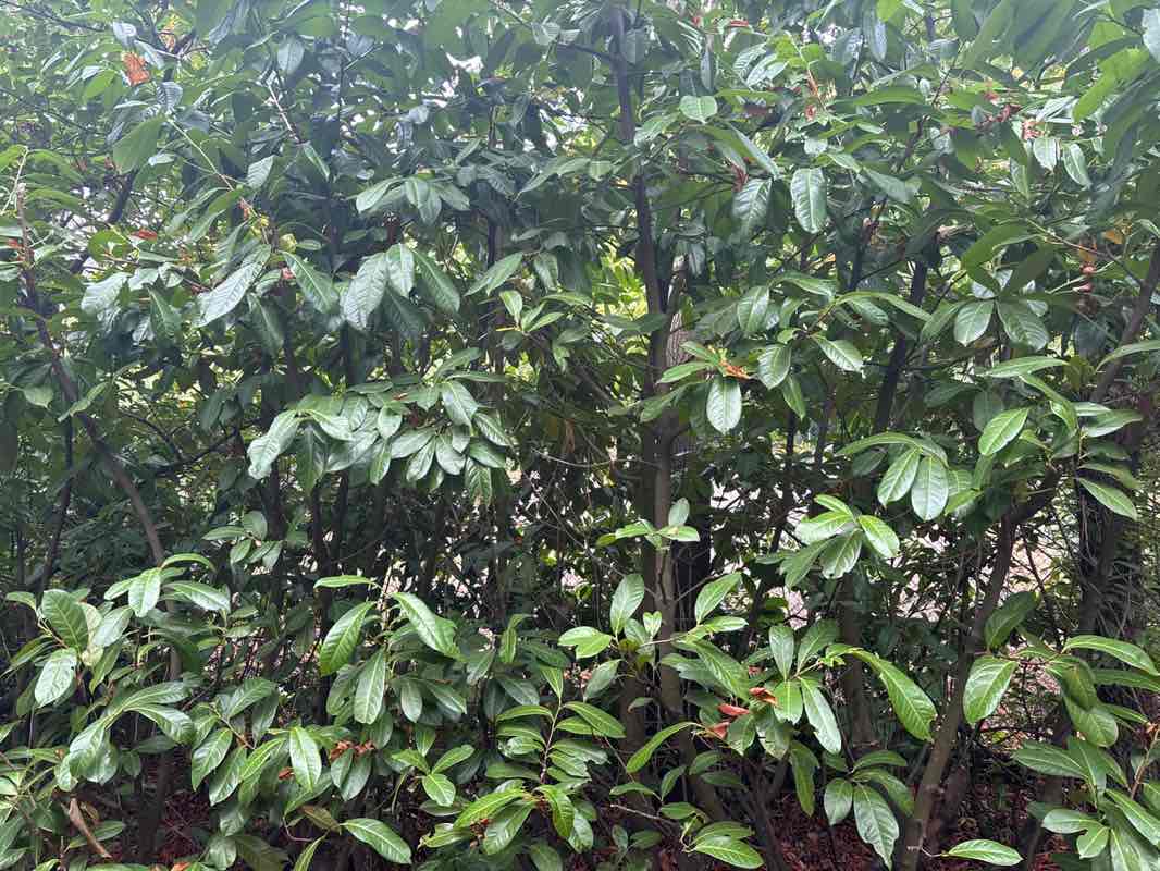 walking near me in Redan Hill Gardens in autumn